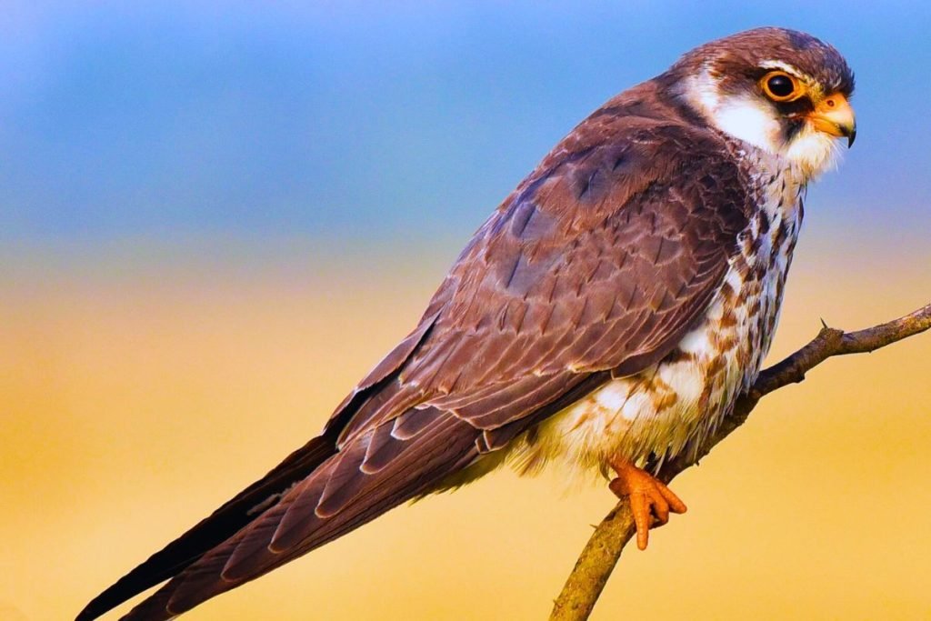 Migratory Birds in India