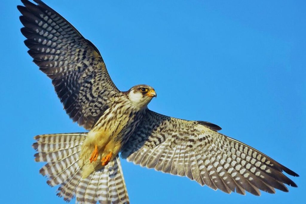 Migratory Birds in India