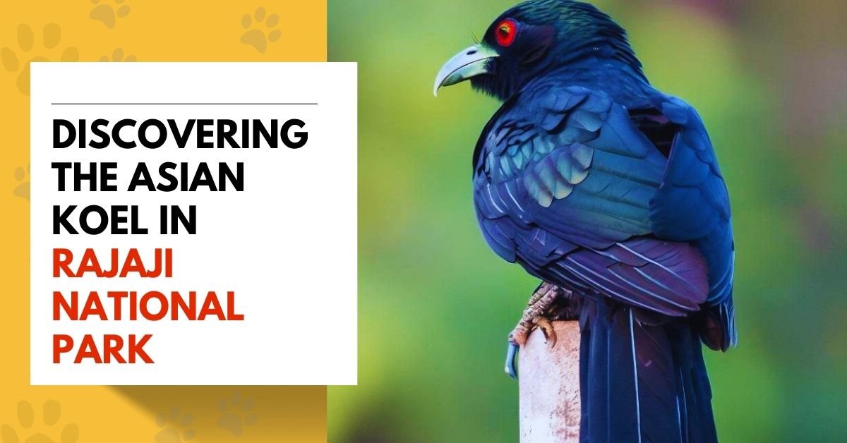 Discovering the Asian Koel in Rajaji National Park