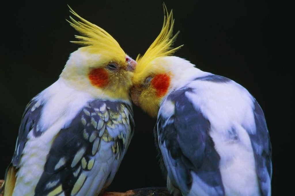 Cockatiel Bird Price in India