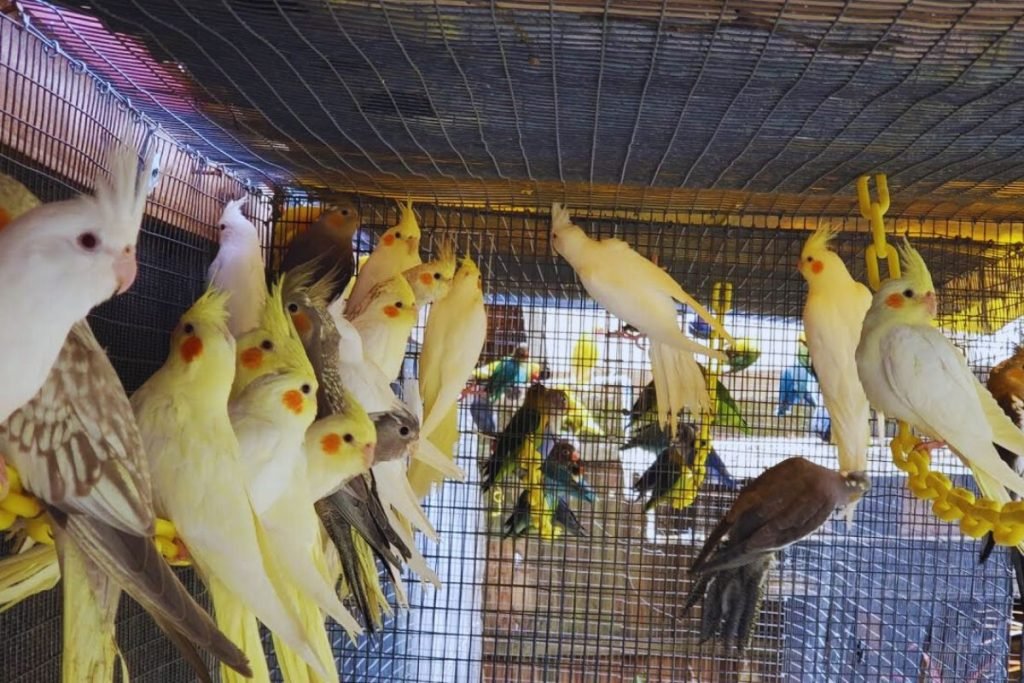 Cockatiel Bird Price in India