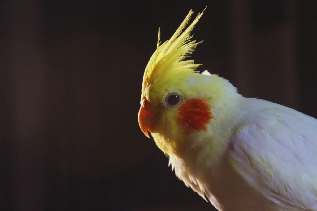 Cockatiel Bird Price in India