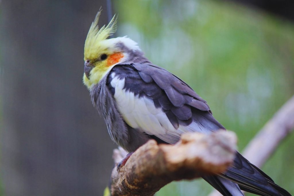 Cockatiel Bird Price in India