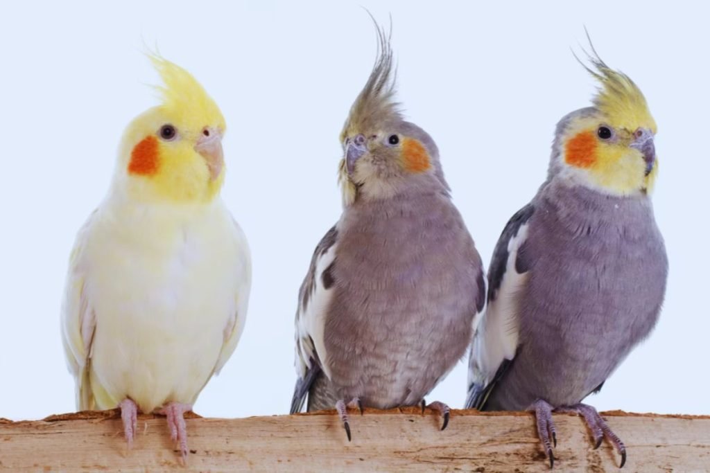 Cockatiel Bird Price in India