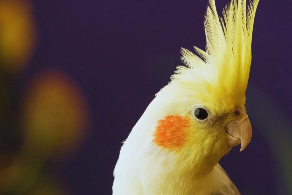 Cockatiel Bird Price in India