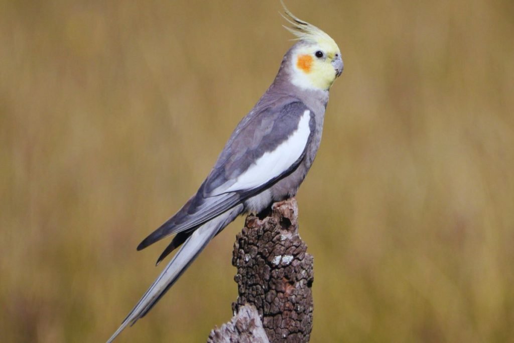 Cockatiel Bird Price in India
