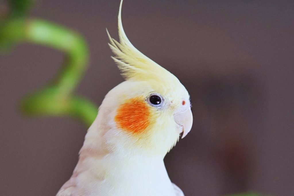 Cockatiel Bird Price in India