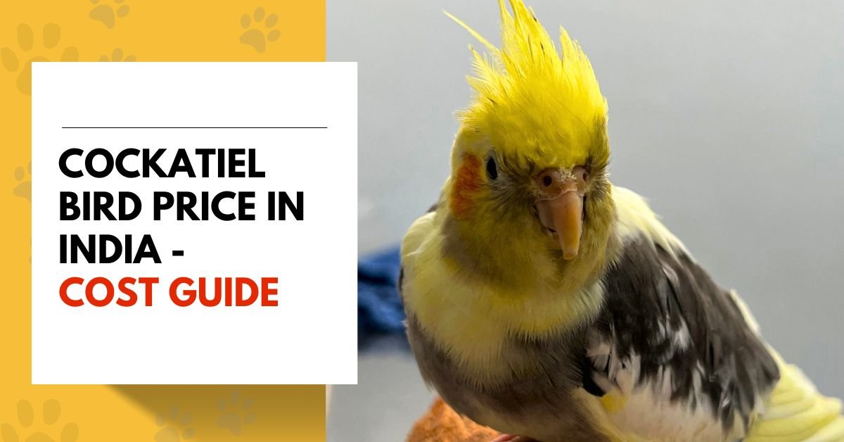 Cockatiel Bird Price in India - Cost Guide