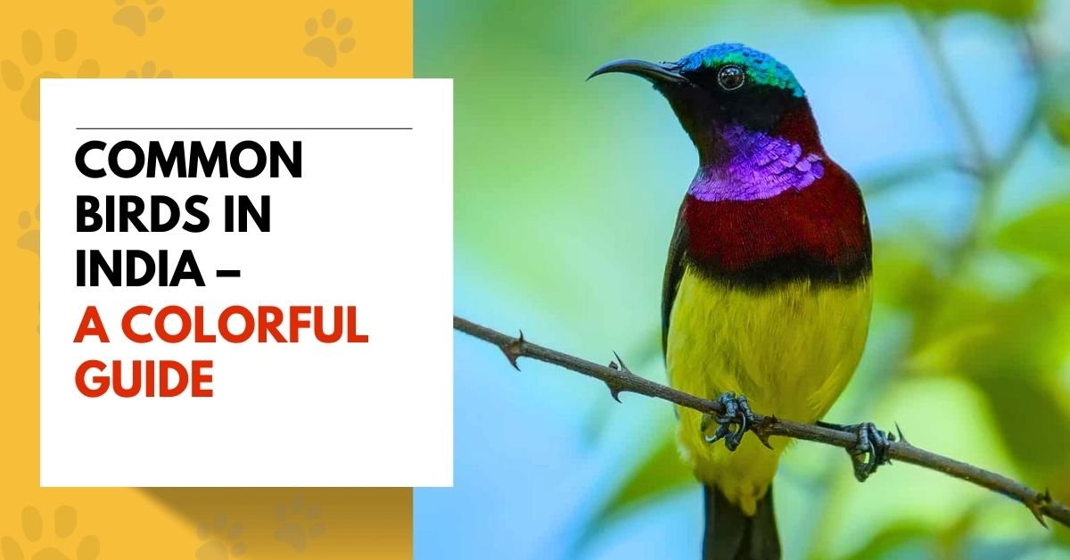 Common Birds in India - A Colorful Guide