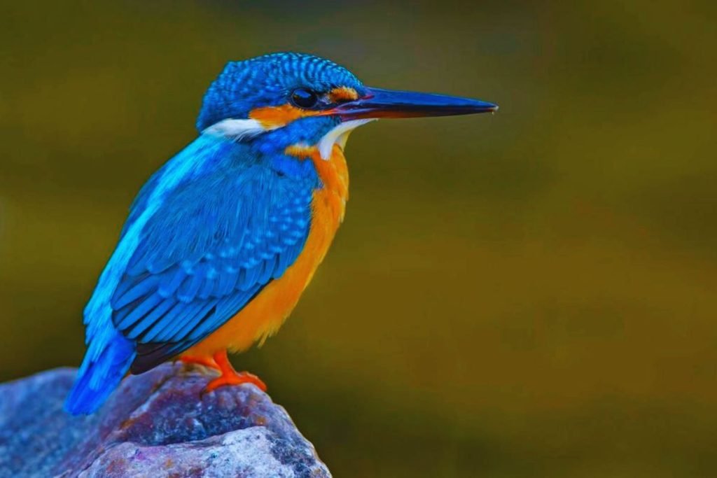 Common Birds in India - Common Kingfisher