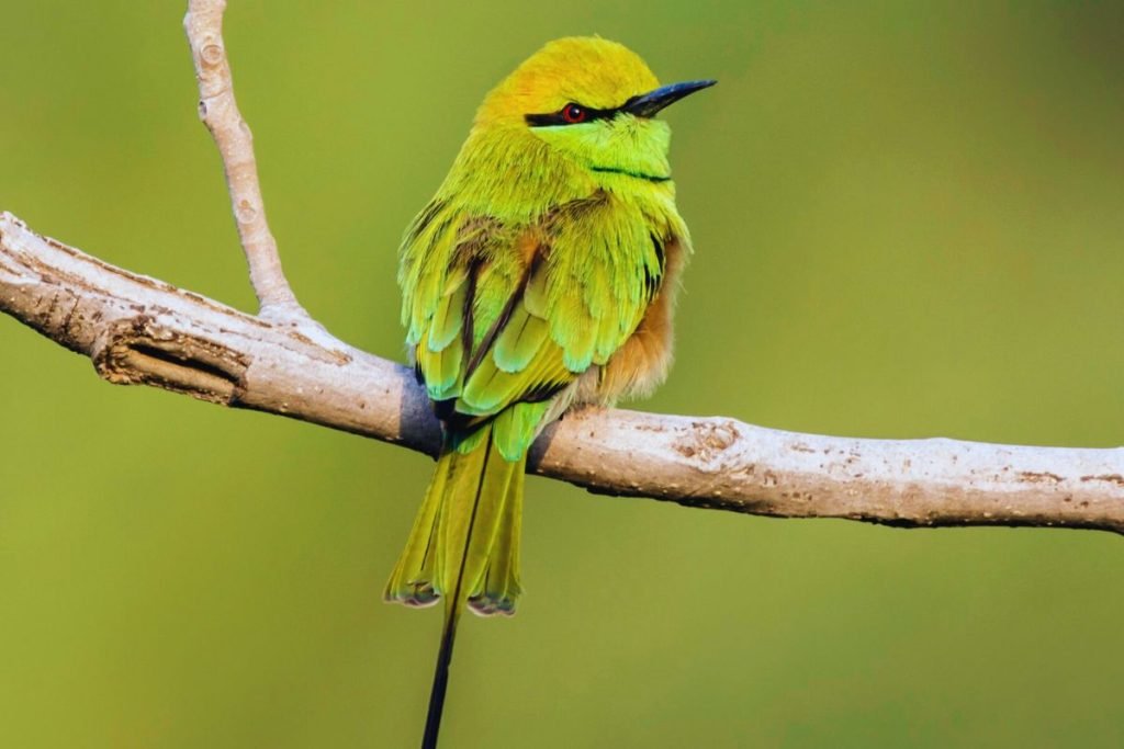 Asian Green Bee-Eater