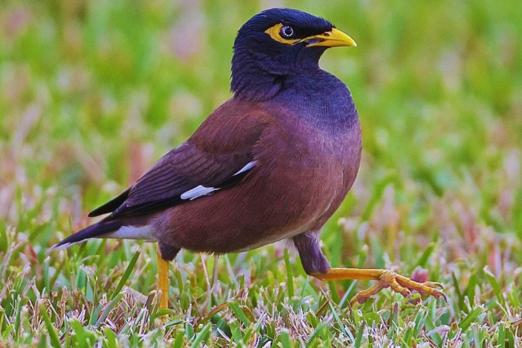 Common Myna - Common Birds in India