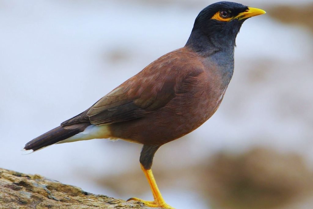 Common Myna - Common Birds in India