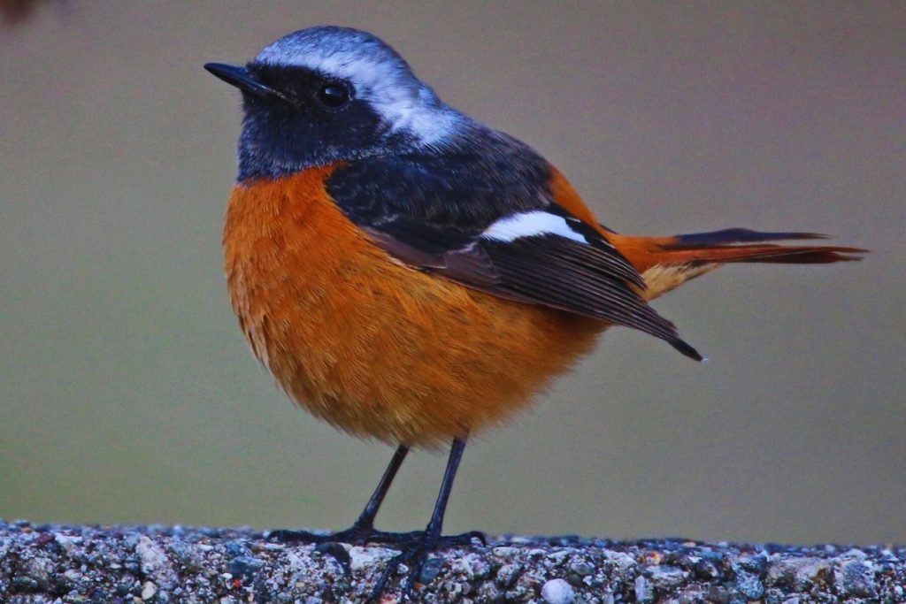 Daurian Redstart - Common Birds in India