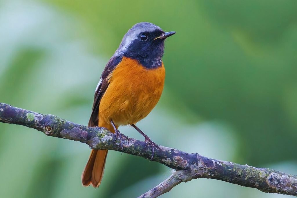 Daurian Redstart - Common Birds in India