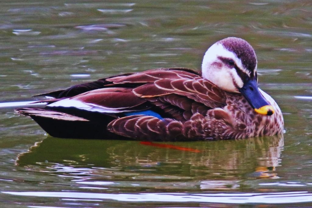 Eastern Spot-Billed Duck - Common Birds in India