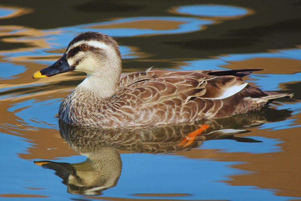 Eastern Spot-Billed Duck - Common Birds in India