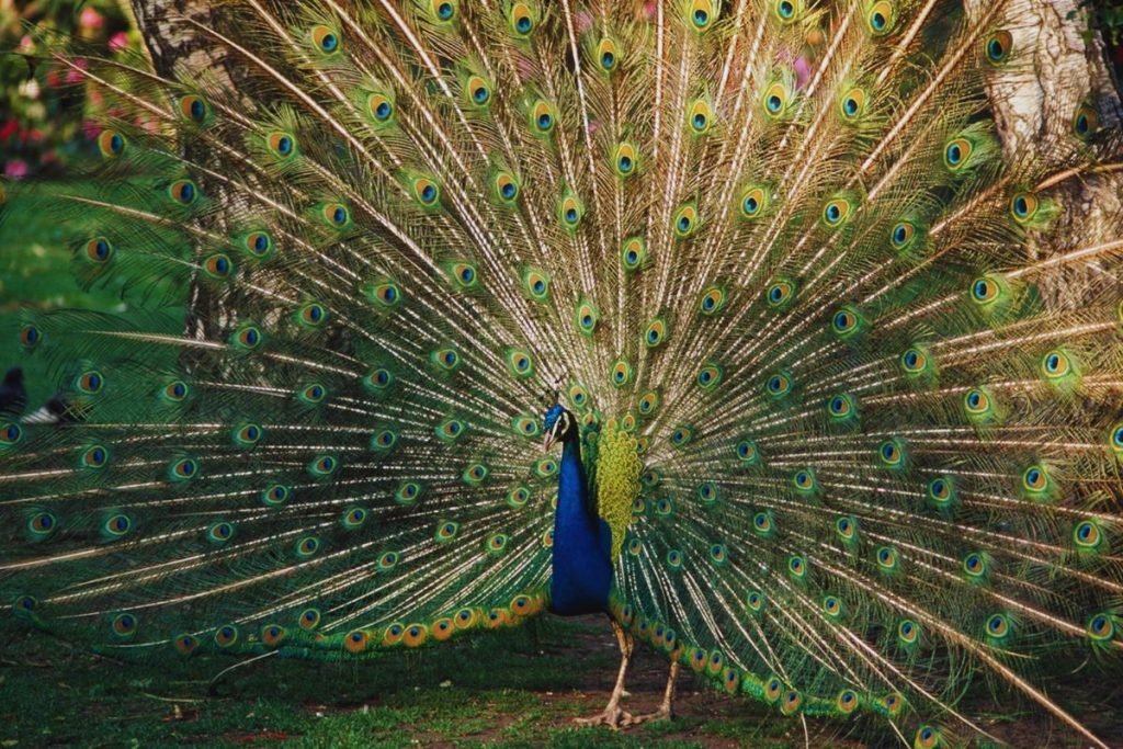 Indian Peafowl - Common Birds in India