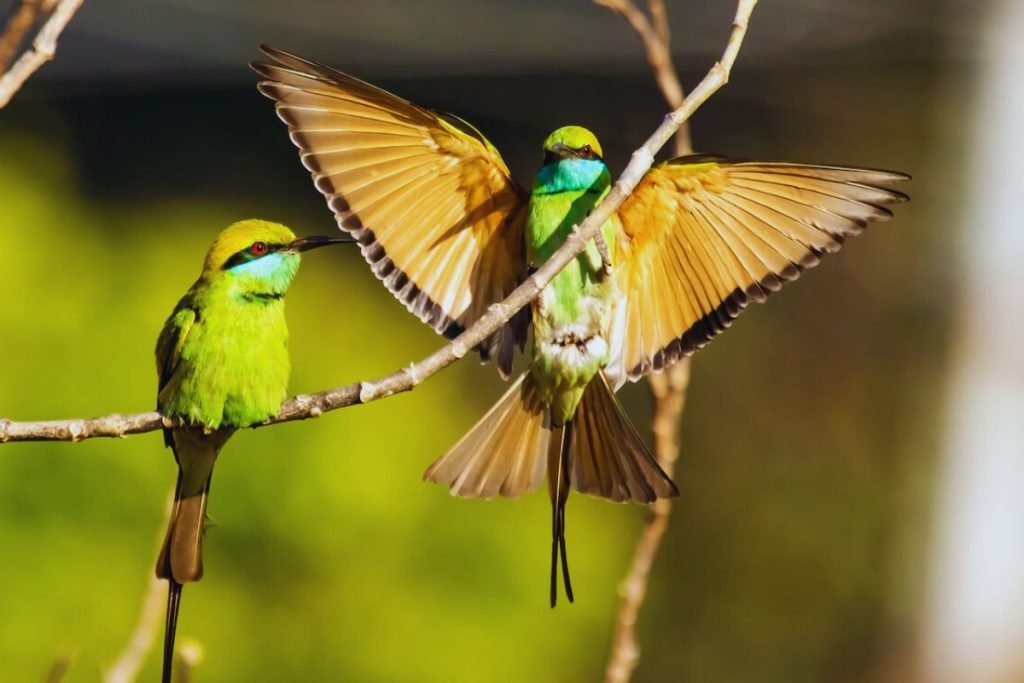 Asian Green Bee-Eater