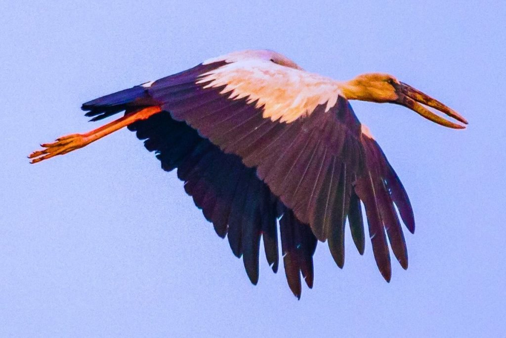 Asian Openbill