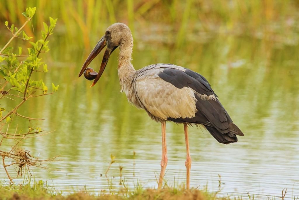 Asian Openbill