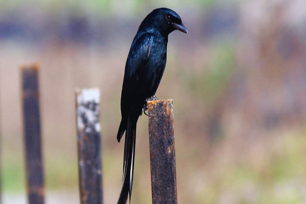 Black Drongo