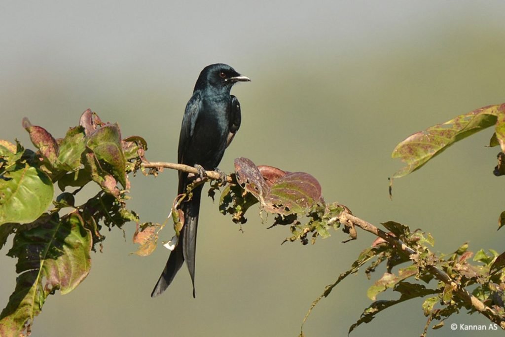 Black Drongo