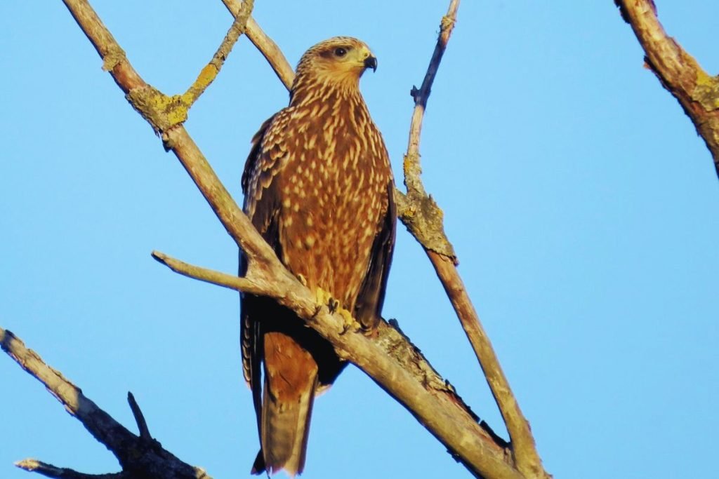 Common Birds in India - Black Kite
