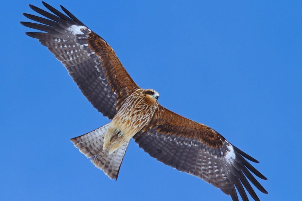 Common Birds in India - Black Kite