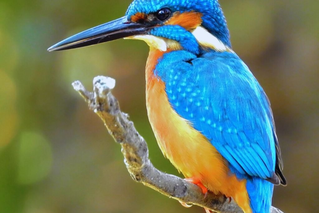Common Kingfisher