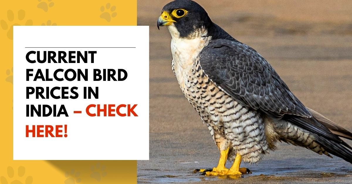 Current Falcon Bird Prices in India – Check Here!
