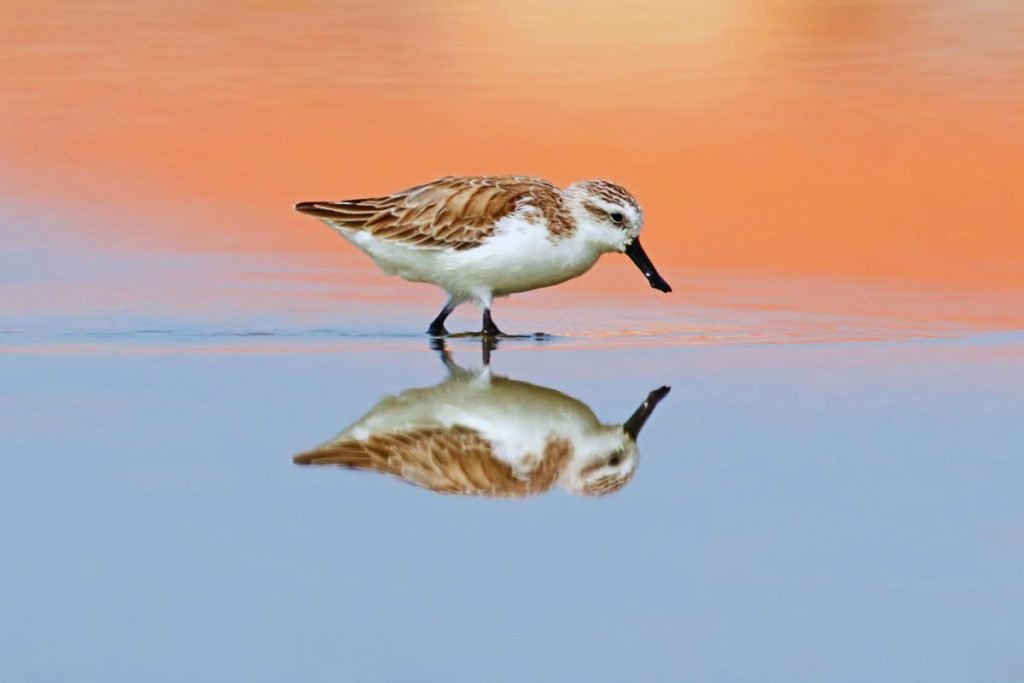 Endangered Birds in India