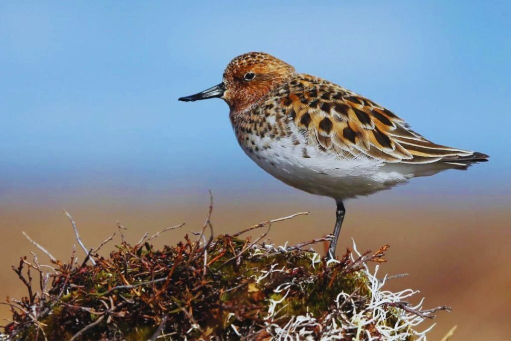 Endangered Birds in India