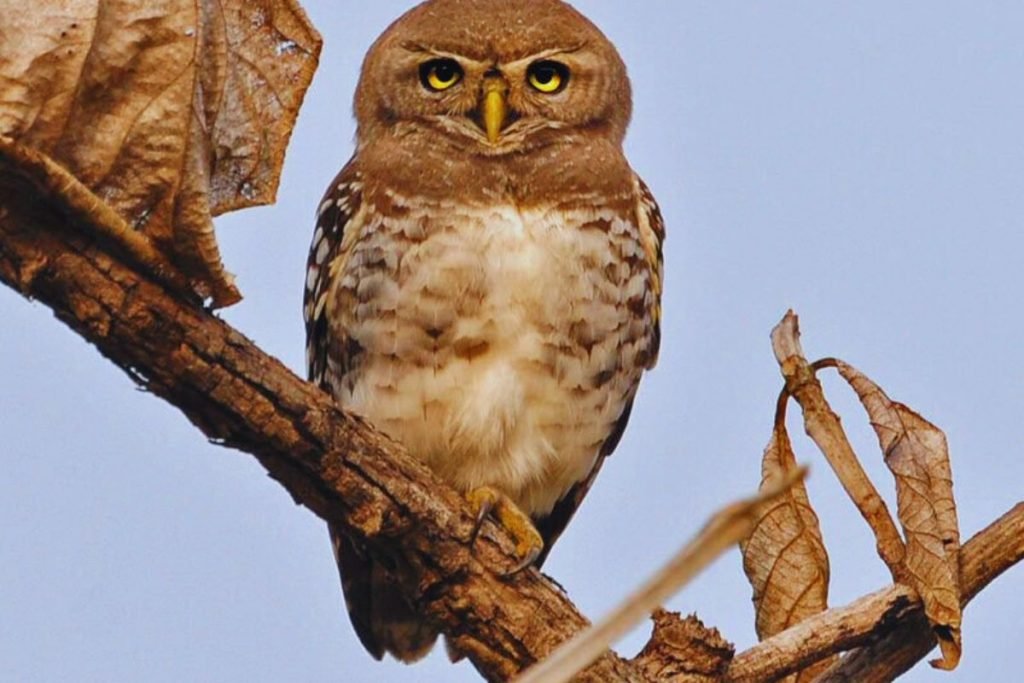 The Forest Owlet