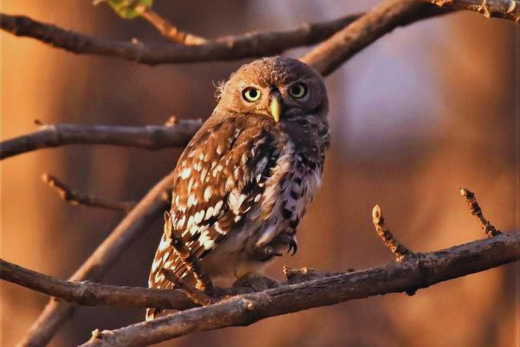 The Forest Owlet