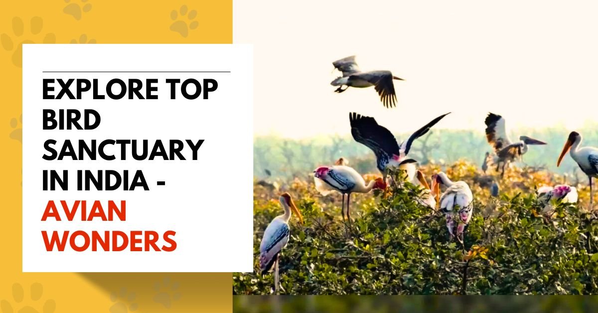 Explore Top Bird Sanctuary in India - Avian Wonders