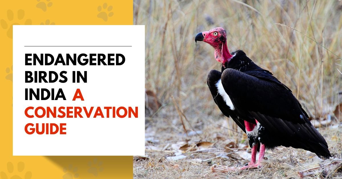 Endangered Birds in India - A Conservation Guide