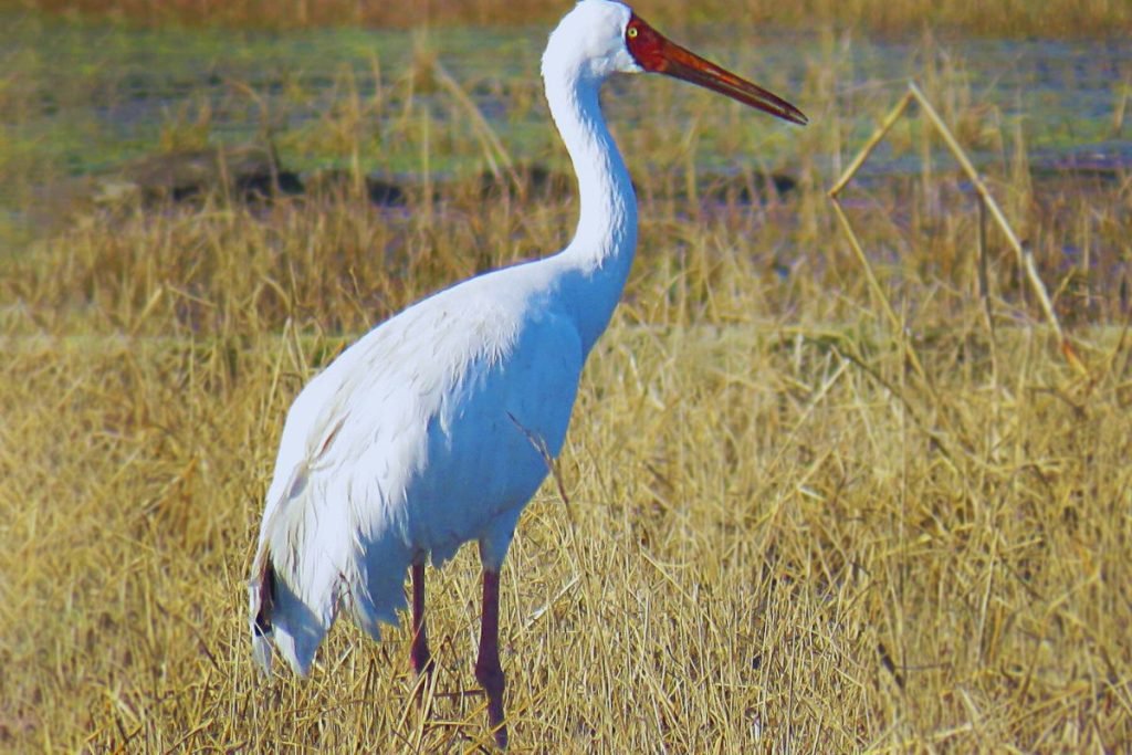 Migratory Birds in India