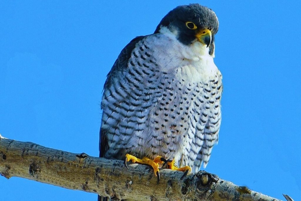 Falcon Bird Prices in India