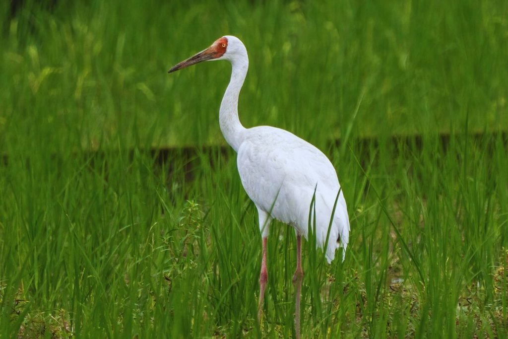 Migratory Birds in India