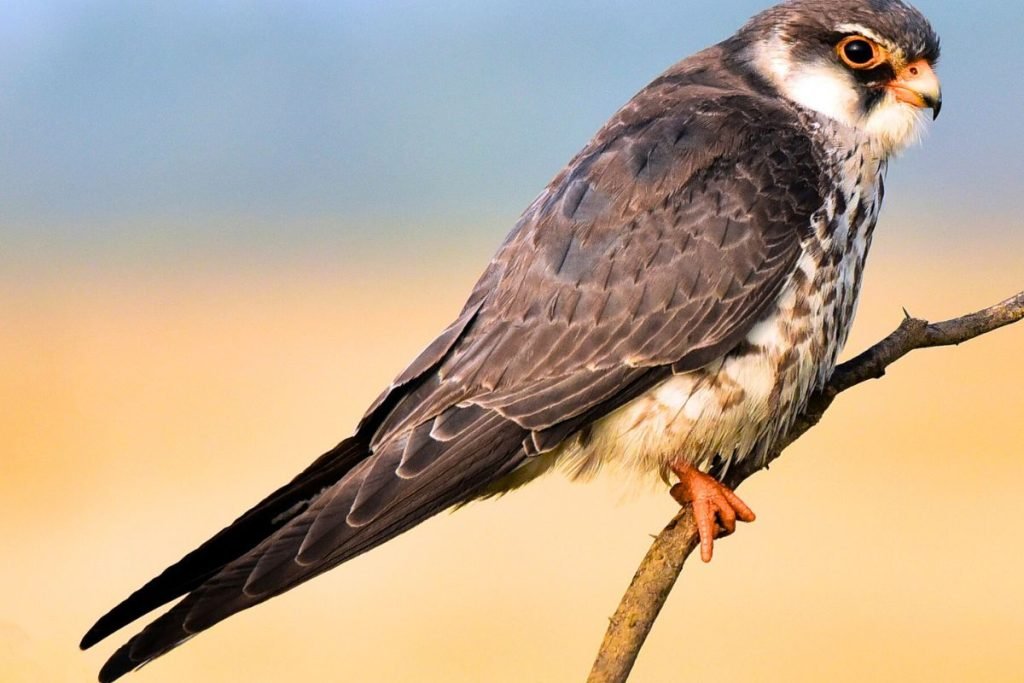 Falcon Bird Prices in India