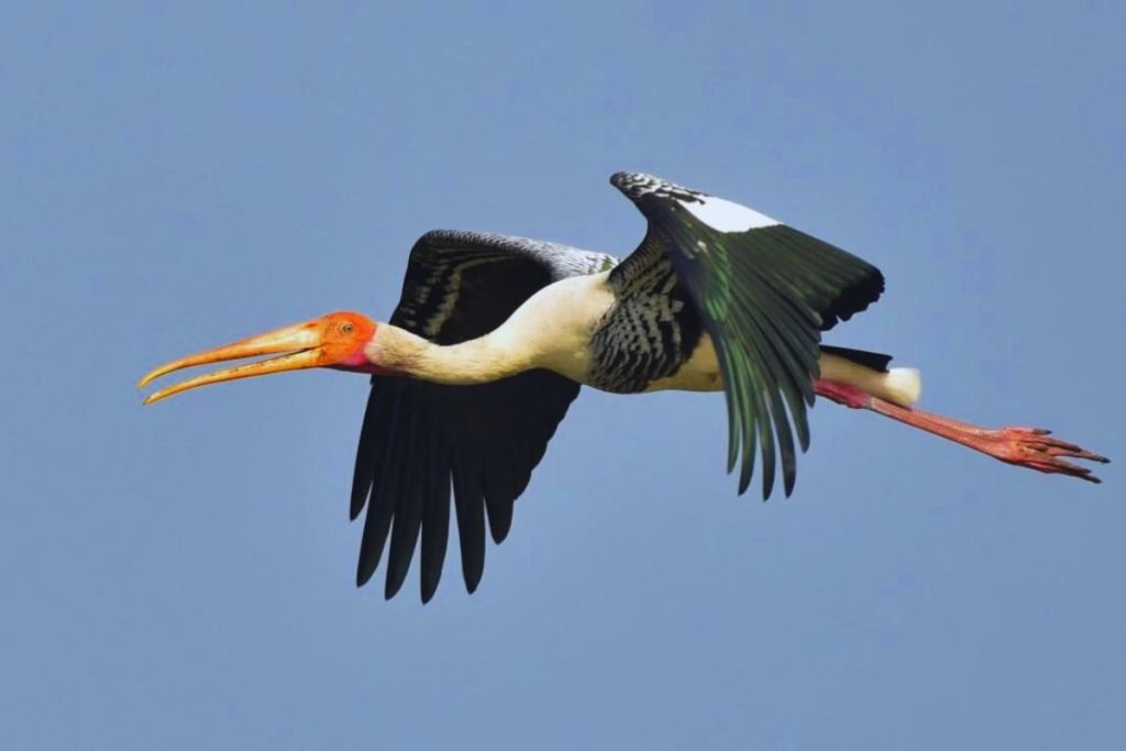 Migratory Birds in India