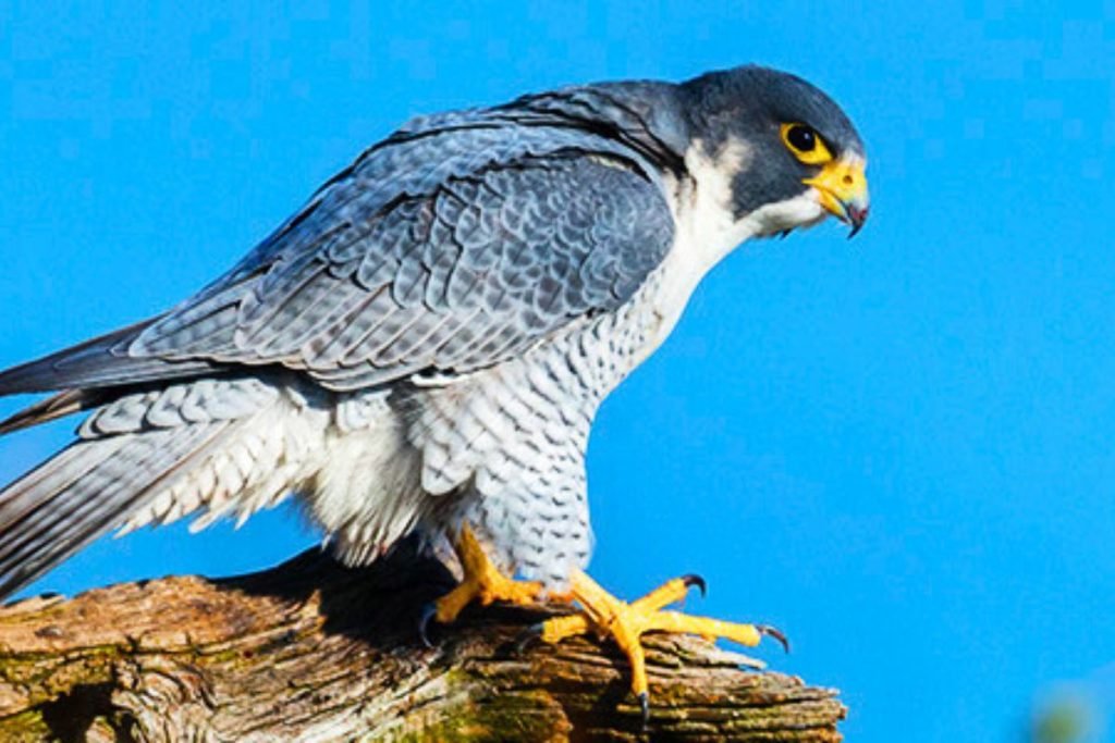 Falcon Bird Prices in India