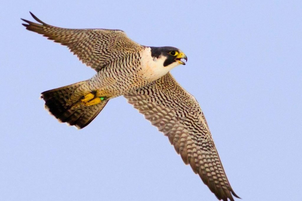 Falcon Bird Prices in India