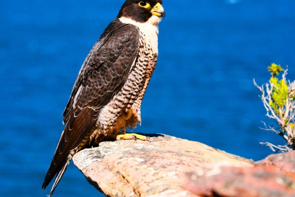 Falcon Bird Prices in India