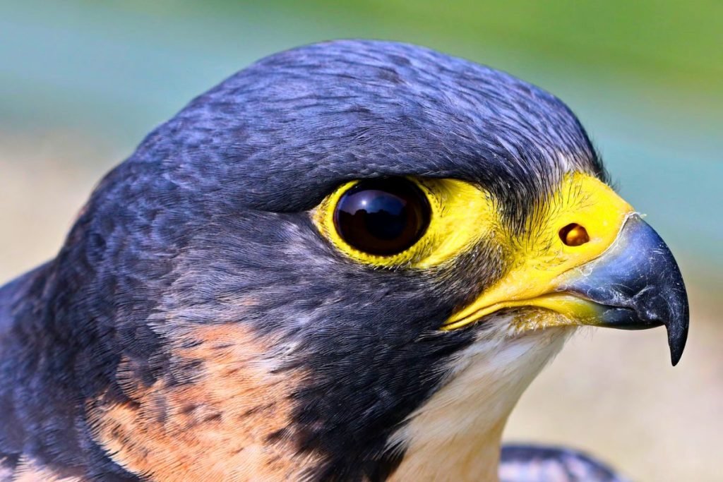 Falcon Bird Prices in India