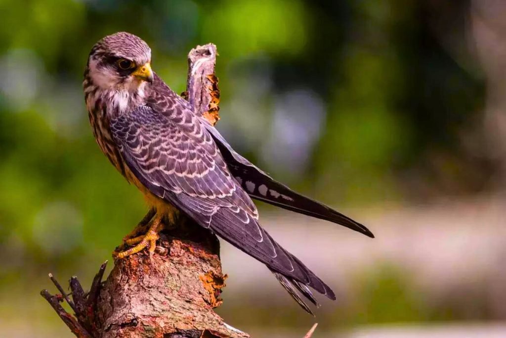 Falcon Bird Prices in India