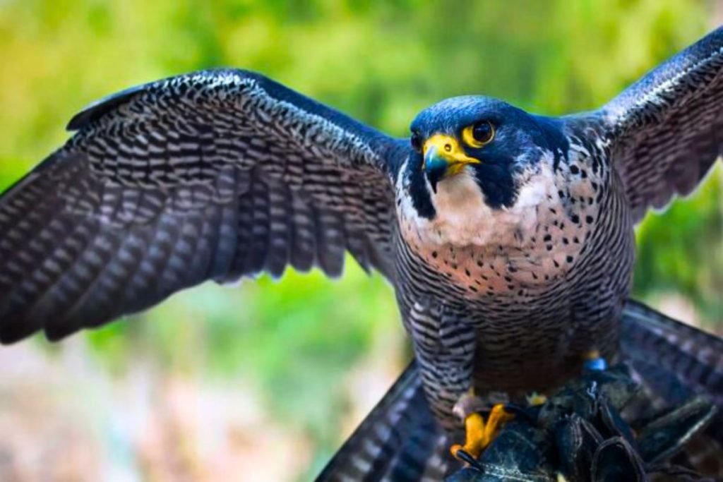 Falcon Bird Prices in India