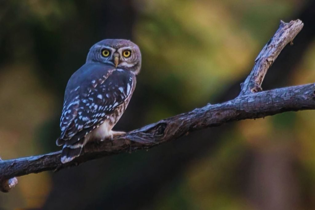 Conservation of Birds