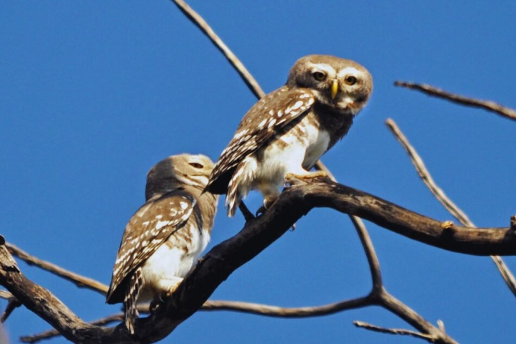 The Forest Owlet